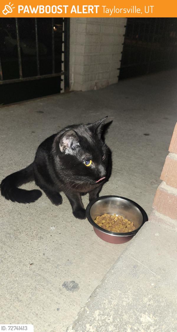 Found/Stray Male Cat last seen Atherton Park apmts , Taylorsville, UT 84123