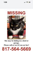 Lost Female Cat last seen Between Easton road/northwest highway. , Dallas, TX 75218