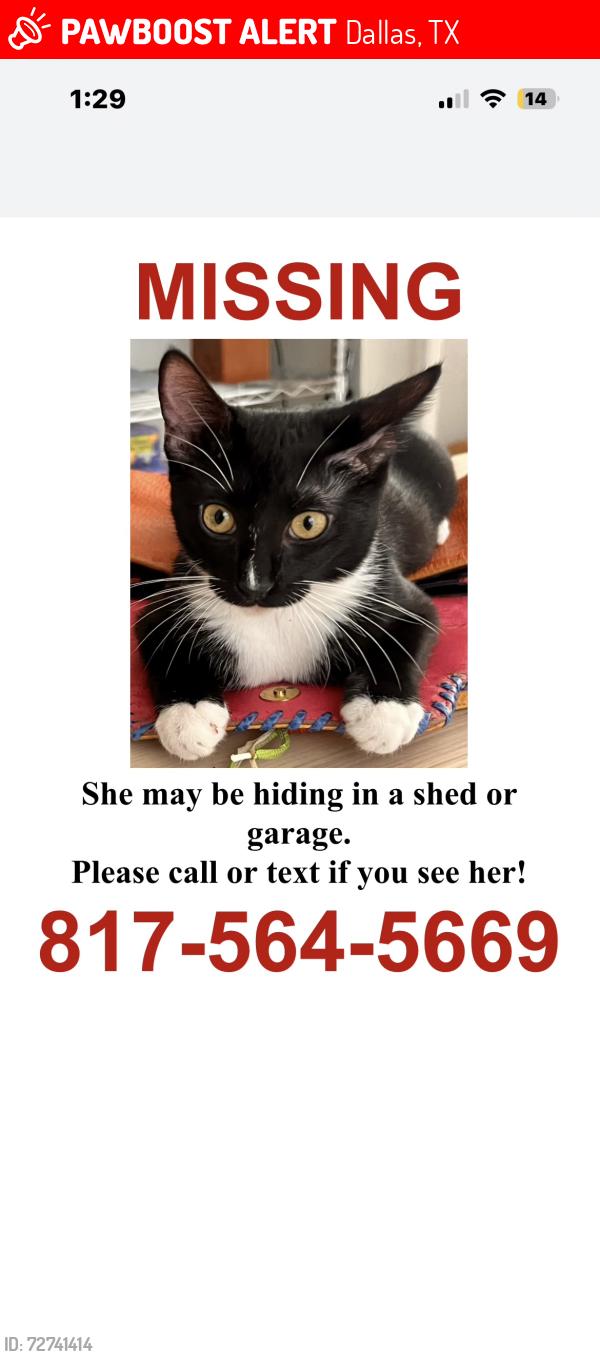 Lost Female Cat last seen Between Easton road/northwest highway. , Dallas, TX 75218