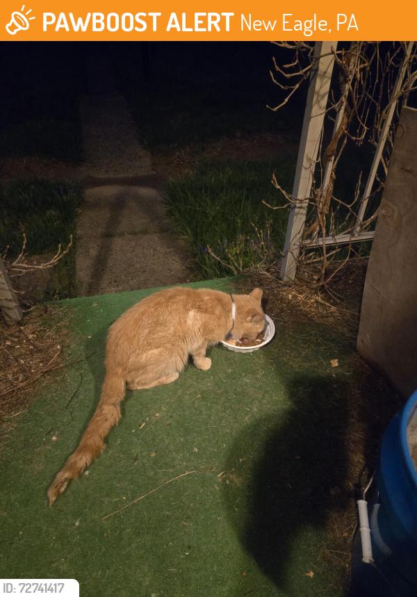 Found/Stray Unknown Cat last seen Sycamore and 4th ave, New Eagle, PA 15067