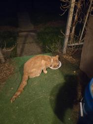 Found/Stray Unknown Cat last seen Sycamore and 4th ave, New Eagle, PA 15067