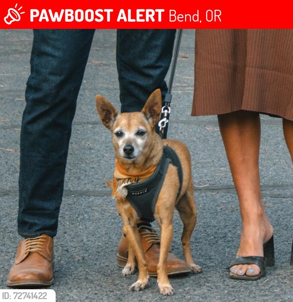 Lost Male Dog last seen NWX @ Hartford and Drouillard, Bend, OR 97702