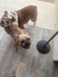 Found/Stray Male Dog last seen Nezida, Lafayette, LA 70506