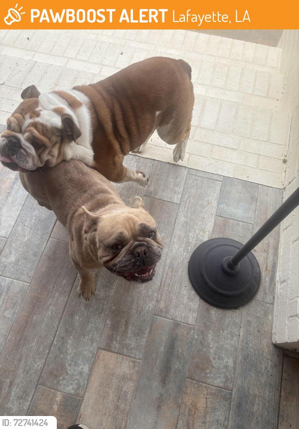 Found/Stray Male Dog last seen Nezida, Lafayette, LA 70506