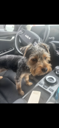 Lost Male Dog last seen Esther Lane, Enon, VA 23836