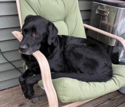 Lost Male Dog last seen Main Street in Horace, Horace, ND 58047