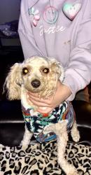 Lost Female Dog last seen Near Hodges st last seen running down eastern, Amarillo, TX 79104