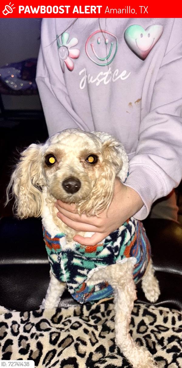 Lost Female Dog last seen Near Hodges st last seen running down eastern, Amarillo, TX 79104