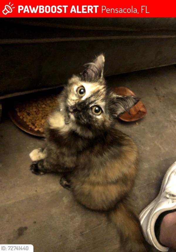 Lost Female Cat last seen Lee st, Pensacola, FL 32505