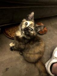 Lost Female Cat last seen Lee st, Pensacola, FL 32505