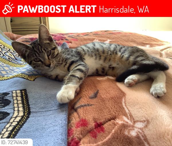 Lost Male Cat last seen Harrisdale, Harrisdale, WA 6112