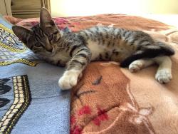 Lost Male Cat last seen Harrisdale, Harrisdale, WA 6112