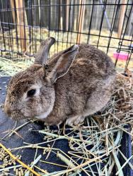 Found/Stray Unknown Rabbit last seen club & Johnson , Colfax, NC 27235