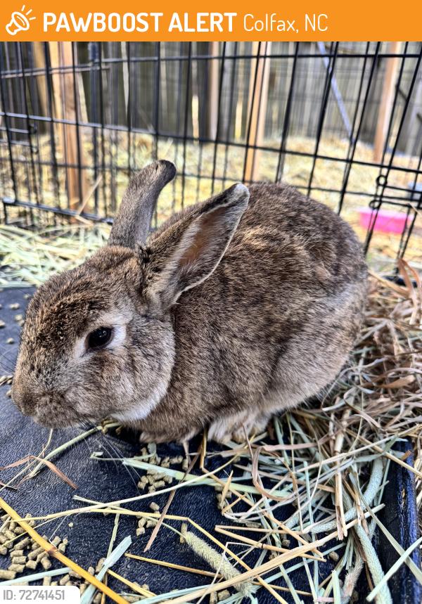 Found/Stray Unknown Rabbit last seen club & Johnson , Colfax, NC 27235