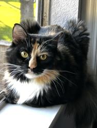 Lost Female Cat last seen Norfolk Ave and Castlemills Court, Katy, TX 77450