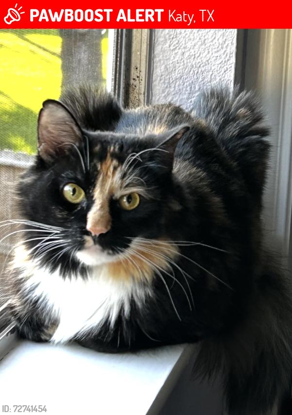 Lost Female Cat last seen Norfolk Ave and Castlemills Court, Katy, TX 77450