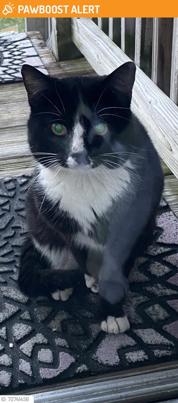 Found/Stray Unknown Cat last seen Bay drive, Egg Harbor Township, NJ 08232
