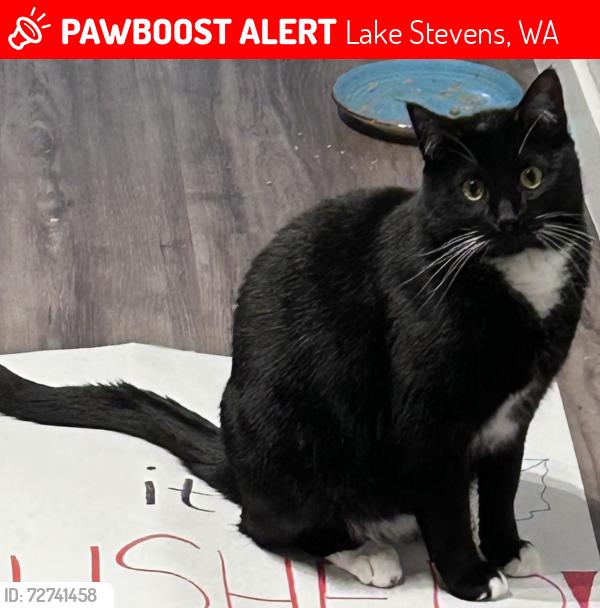 Lost Male Cat last seen 20th st and South Lake Stevens Rd, Lake Stevens, WA 98258