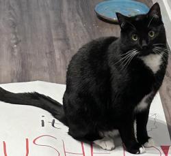 Lost Male Cat last seen 20th st and South Lake Stevens Rd, Lake Stevens, WA 98258