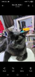 Lost Male Cat last seen Saline Rd and Appolooza Dr, Fenton, MO 63026