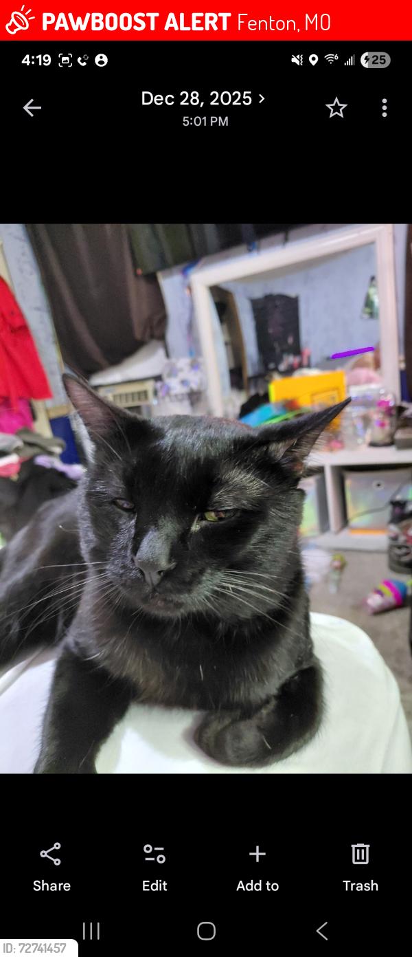Lost Male Cat last seen Saline Rd and Appolooza Dr, Fenton, MO 63026