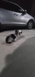 Found/Stray Female Dog last seen Waxwing Lane and Bunting Way, Perris, CA 92571
