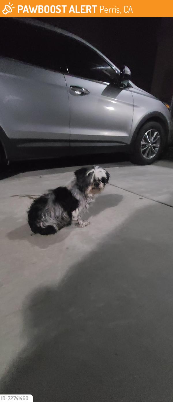 Found/Stray Female Dog last seen Waxwing Lane and Bunting Way, Perris, CA 92571