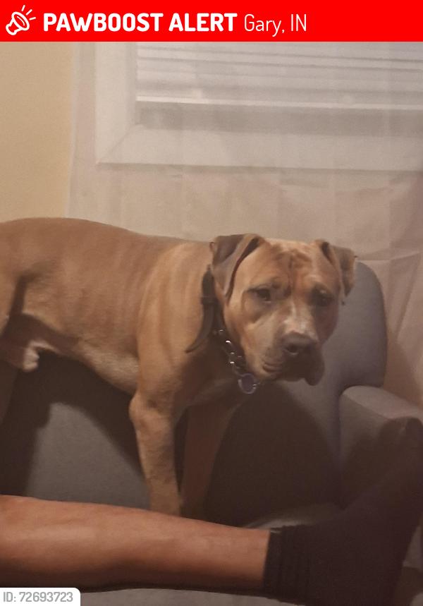 Lost Male Dog last seen Near piece st, Gary, IN 46407