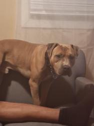 Lost Male Dog last seen Near piece st, Gary, IN 46407