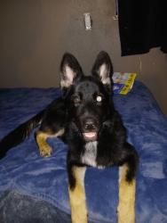 Lost Male Dog last seen Main st, Stockton, CA 95215