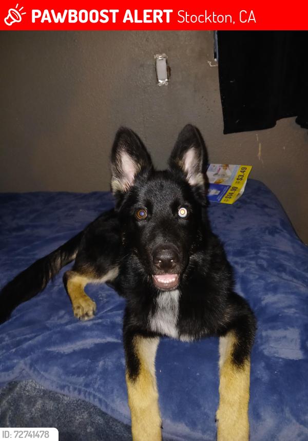 Lost Male Dog last seen Main st, Stockton, CA 95215