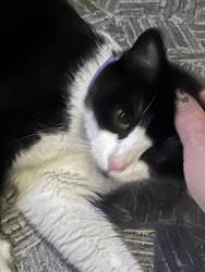 Found/Stray Female Cat last seen Reichold rd, Wexford, PA 15090