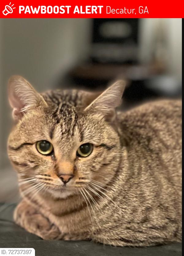 Lost Male Cat last seen flt shoals Rd, Decatur, GA 30034
