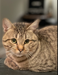 Lost Male Cat last seen flt shoals Rd, Decatur, GA 30034