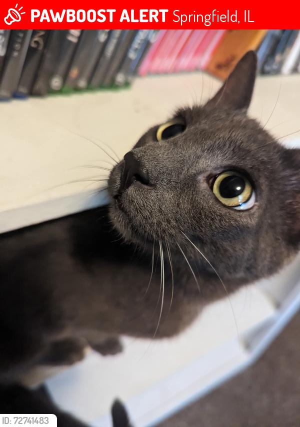 Lost Male Cat last seen Verona Dr & Venetian Dr, Springfield, IL 62703