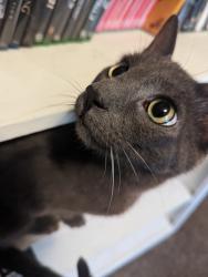 Lost Male Cat last seen Verona Dr & Venetian Dr, Springfield, IL 62703
