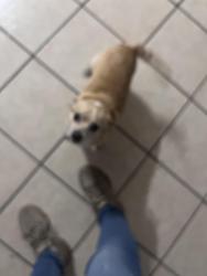 Lost Male Dog last seen Parish and old Dixie , Titusville, FL 32796