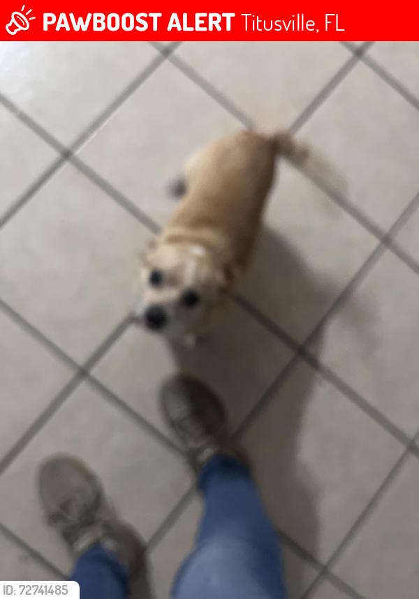Lost Male Dog last seen Parish and old Dixie , Titusville, FL 32796