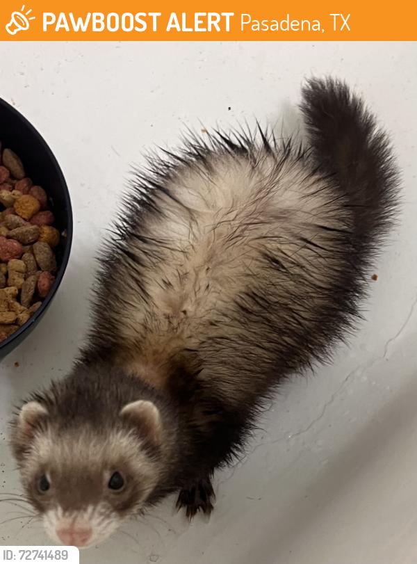 Found/Stray Unknown Ferret last seen Jackson avenue, Pasadena, TX 77502