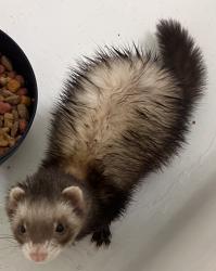 Found/Stray Unknown Ferret last seen Jackson avenue, Pasadena, TX 77502
