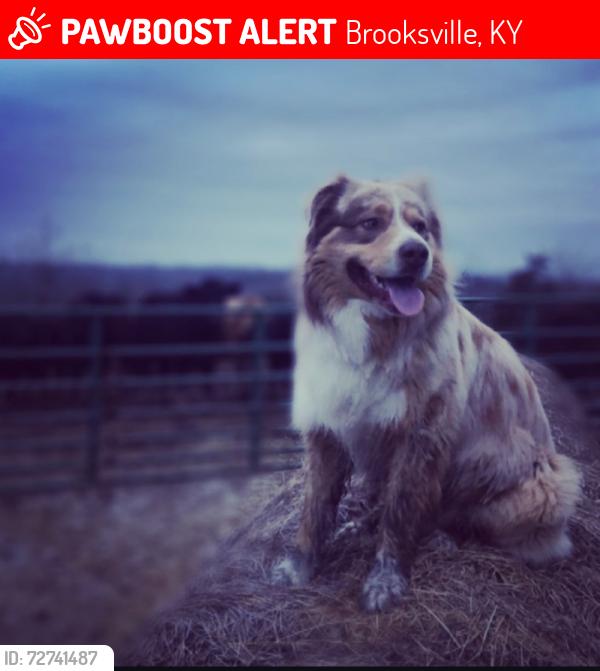 Lost Female Dog last seen Walcott Bridge, Brooksville, KY 41004