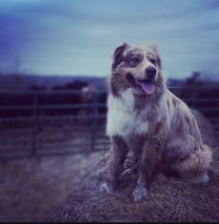 Lost Female Dog last seen Walcott Bridge, Brooksville, KY 41004