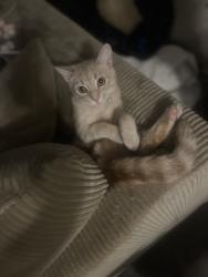 Lost Female Cat last seen Cool creek ct and E Main st in Carmel, IN little pass Carmel High school , Carmel, IN 46033