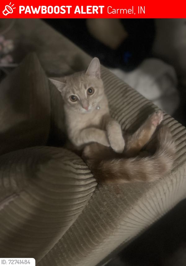 Lost Female Cat last seen Cool creek ct and E Main st in Carmel, IN little pass Carmel High school , Carmel, IN 46033