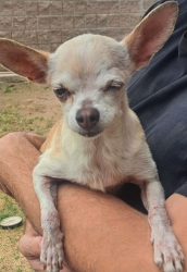 Found/Stray Female Dog last seen 37th ave, Phoenix, AZ 85083