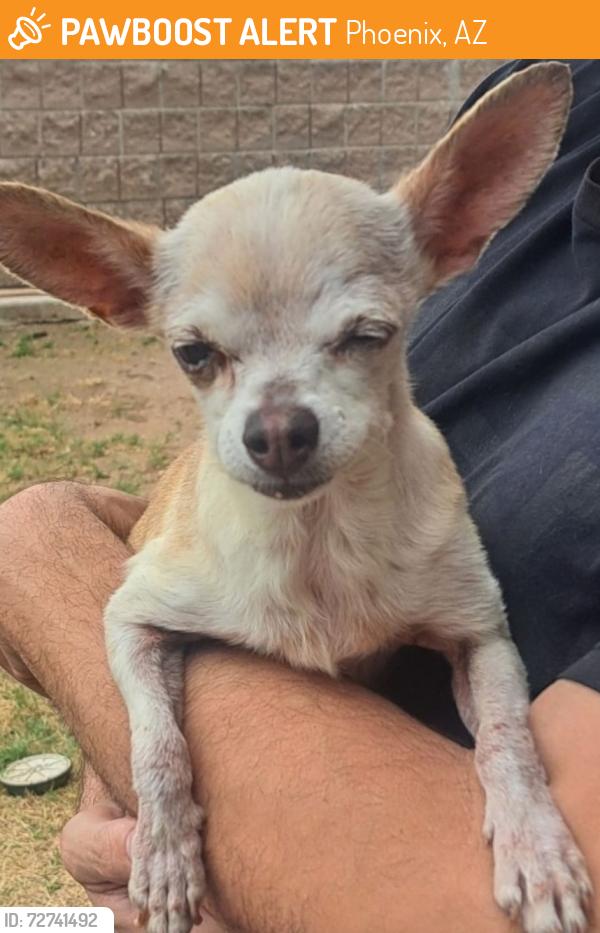 Found/Stray Female Dog last seen 37th ave, Phoenix, AZ 85083