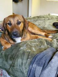 Found/Stray Male Dog last seen Bridgers Ave , Auburndale, FL 33823