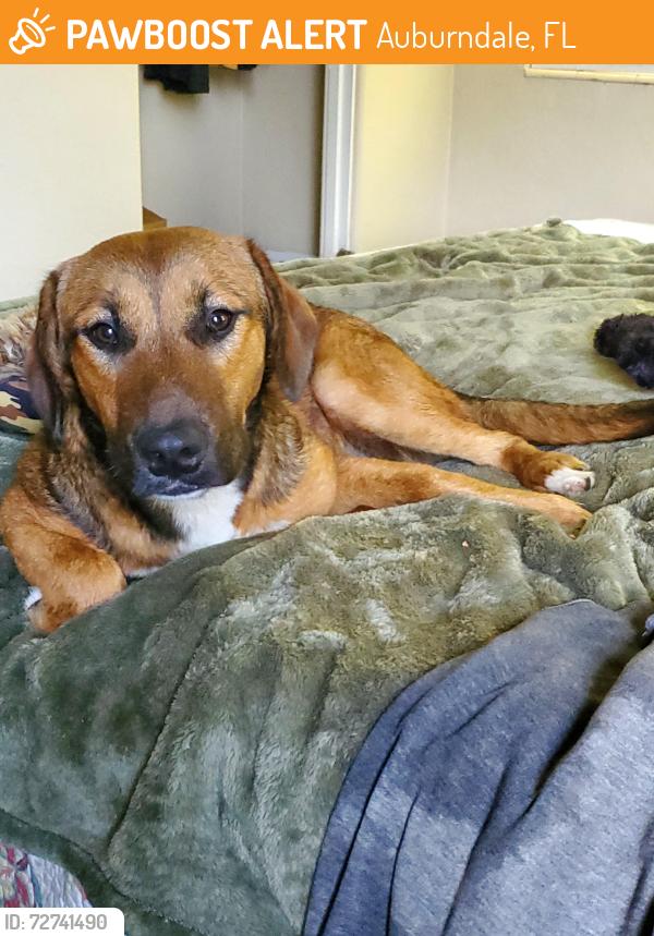 Found/Stray Male Dog last seen Bridgers Ave , Auburndale, FL 33823