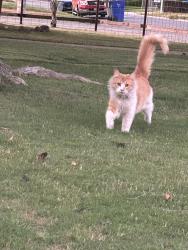 Found/Stray Female Cat last seen Dracena st, Bakersfield, CA 93304