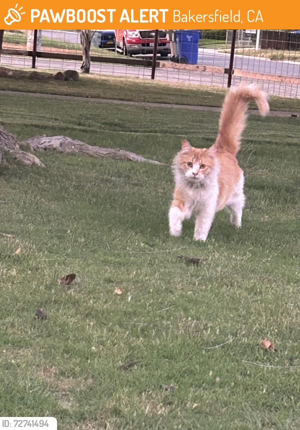 Found/Stray Female Cat last seen Dracena st, Bakersfield, CA 93304